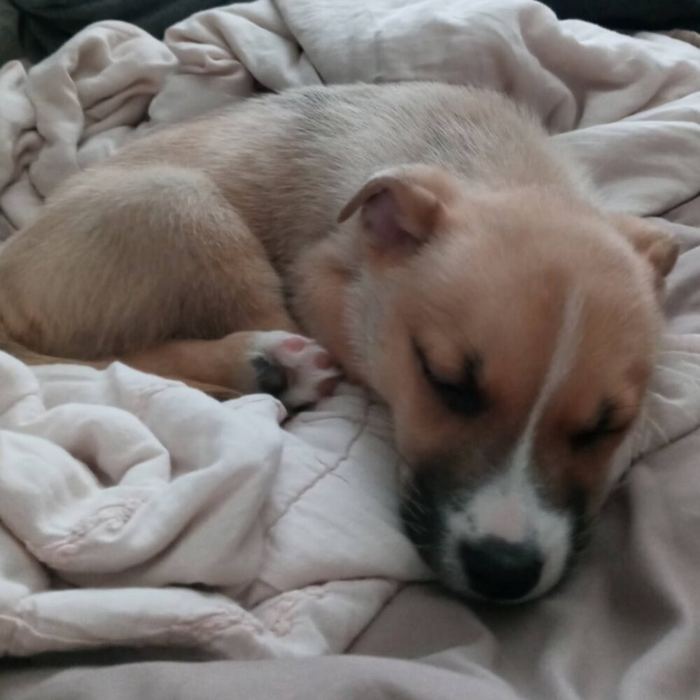 Meet your Posher, Lionloverlogan